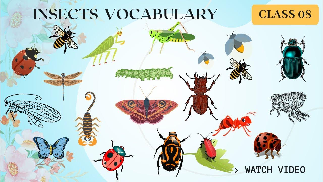 English Insect Vocabulary with Pictures l Learn English words l Learn
