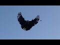 Николаевские голуби 🕊️ Полеты 17.03.20223 г. Константиновка