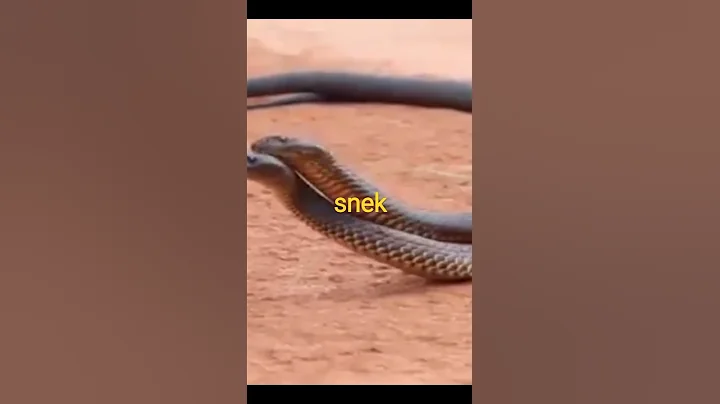 Two dangerous snakes love each other#shorts#trending#viral viral funny space horse nag - DayDayNews