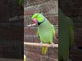 Mummy Mummy Bolane Wala Mitthu #talkingparot #mummy #youtubeshorts #trending #shortsfeed #birds