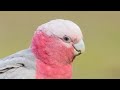 New Galah!