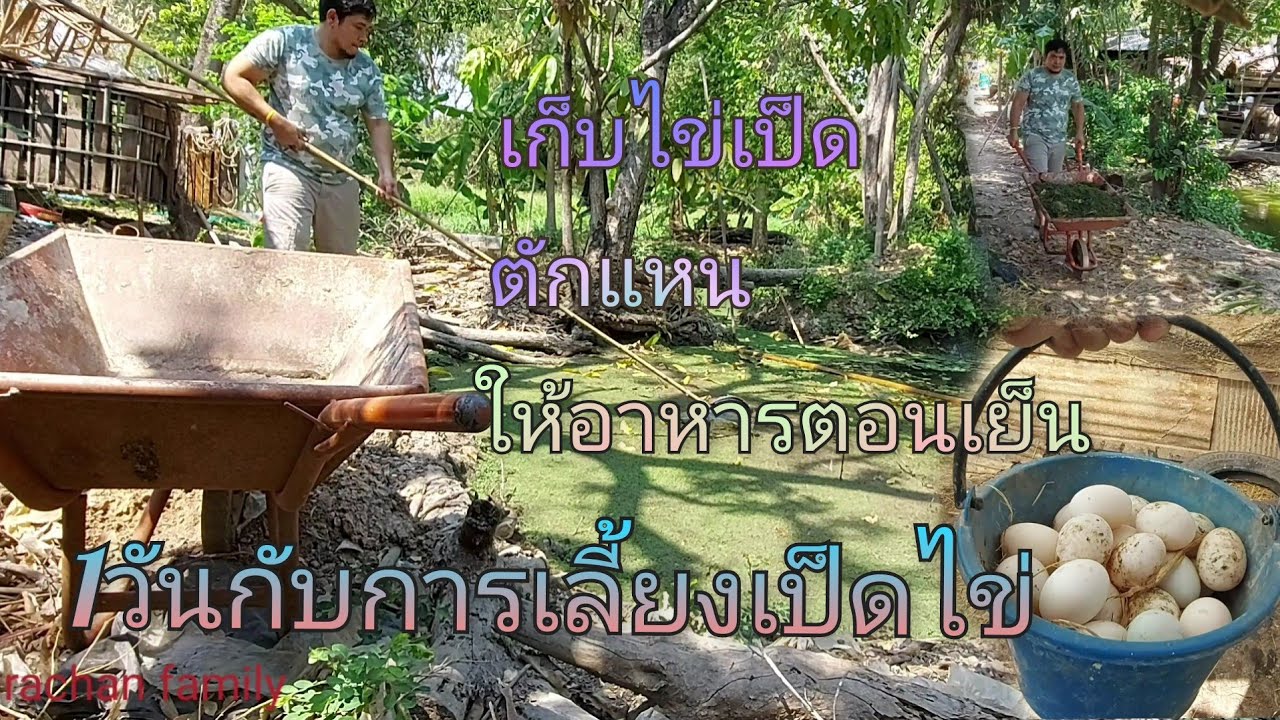 1วันกับการเลี้ยงเป็ดไข่ เป็ดไข่50ตัวไข่ลดลงอีกแล้ว