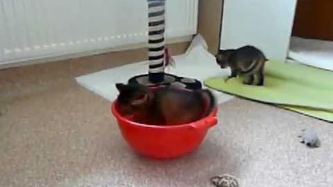 Watch the video about Jumanah's Somali kittens playing, 2011-05-13