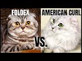 Foldex Cat VS. American Curl Cat の動画、YouTube動画。