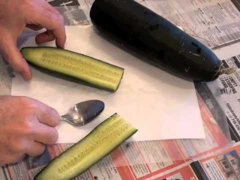Gardening Basics - How to Save Seeds