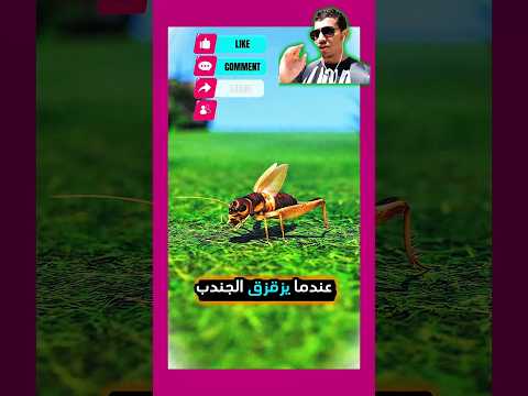 سر ز قس قة الج ند ب   