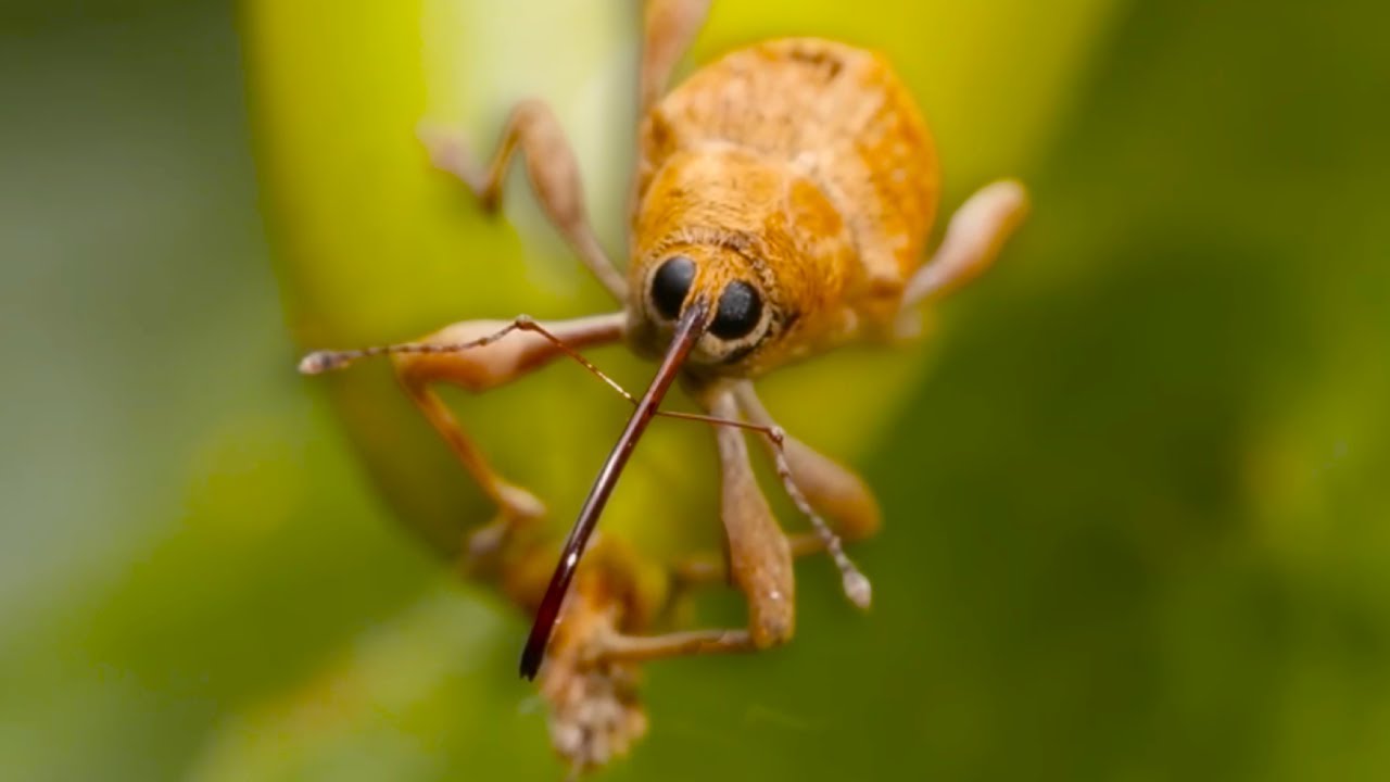 Curculio: L'incredibile insetto dal becco a trapano!
