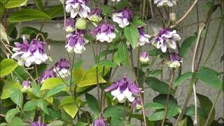 Chris Shows us Round His Bempton Bridlington E Yorkshire Garden May '24