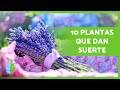 10 PLANTAS de la BUENA SUERTE según el FENG SHUI 🎋🌸