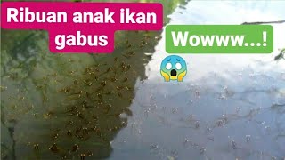 CARA MUDAH MANCING IKAN GABUS YANG LAGI BERANAK // ANAK IKAN GABUS // Baby Snakeheads