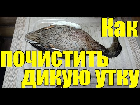 Дикая утка - как ее разделать. после охоты. Как ощипать, опалить и потрошить добытую на охоте утку.