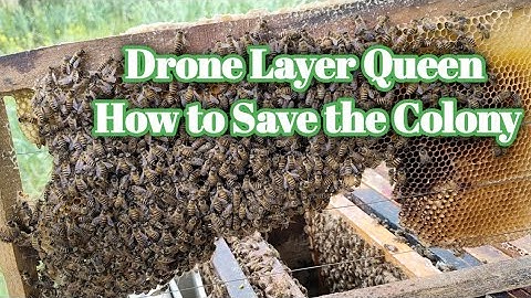 Drone Layer Queen | How to Save the Colony