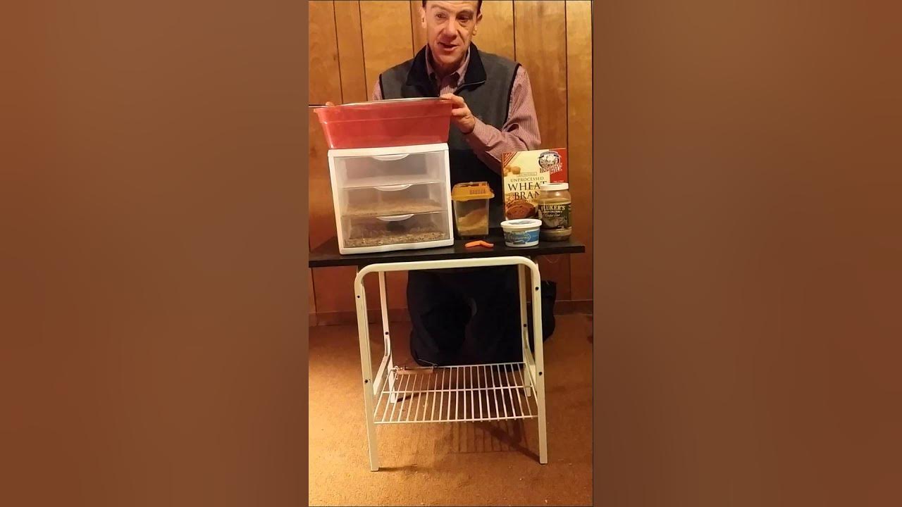 Breeding Mealworms the Easy Way YouTube