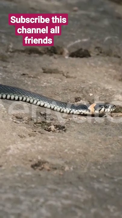 black python snake crawling on ground sound 🐍🐍🐍🐍🐍😱😱😱😱😱😱😱😱😱#snake#python ...