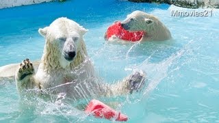 ホッキョクグマガイド~魚を待ってるマルル