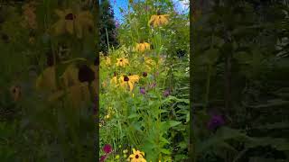Native Plants in High Line Park, Manhattan NYC #highline  #manhattan #mustsee #newyorkcity