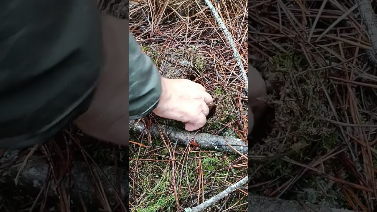 No todos valen🥲. #boletus #setas #campo #nature #galiza #setas #boletusedulis #monte #micologia
