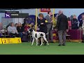 Pointers | Breed Judging (2019)