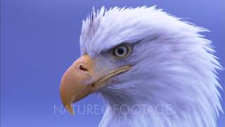 Bald Eagle Face Close Up