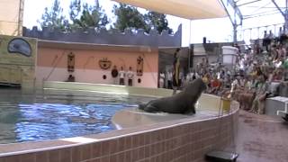 dolphinarium Troy, 2009, walrus show