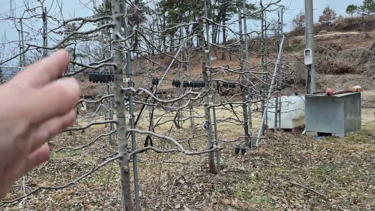 사과 순치기!!!/ 260305 목