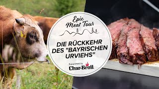 Auf den Spuren des "bayerischen Urviehs": Fast ausgestorben und wiederentdeckt (Epic Meat Tour 5/5)