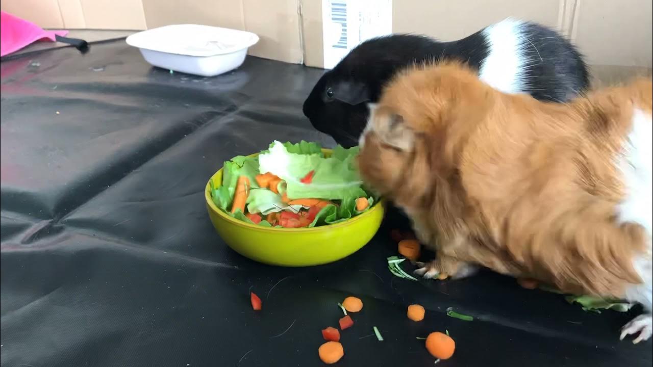Guinea pigs enjoying their salad! YouTube