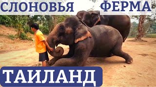 Место, Где Улыбаются СЛОНЫ/ БУДДИЙСКИЙ Храм - Путешествие по Таиланду #таиланд #храм #тайланд