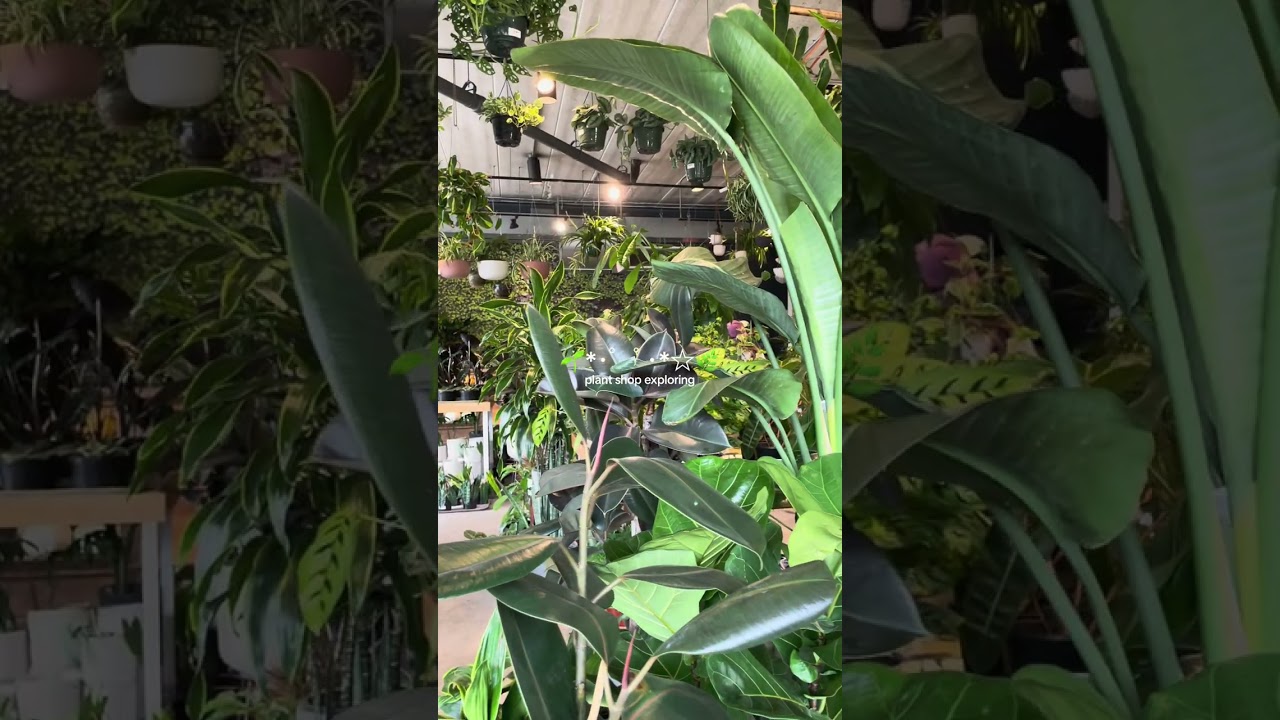 Explore peaceful plant shop vibes 