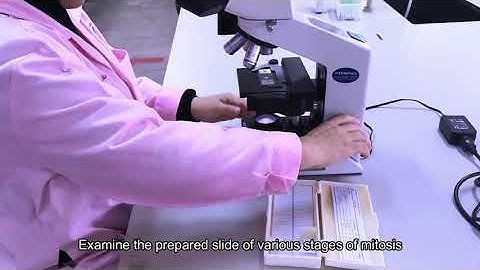 Experiment 4 Cell Division (Mitosis)