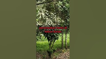 #shorts #shortvideo #hantu #ghost #horror #funny
