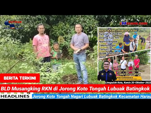 BLD Musangking RKN di Jorong Koto Tongah Lubuak Batingkok #limapuluhkotamadani #durianmusangking