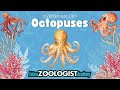 Octopus Learning Quiz