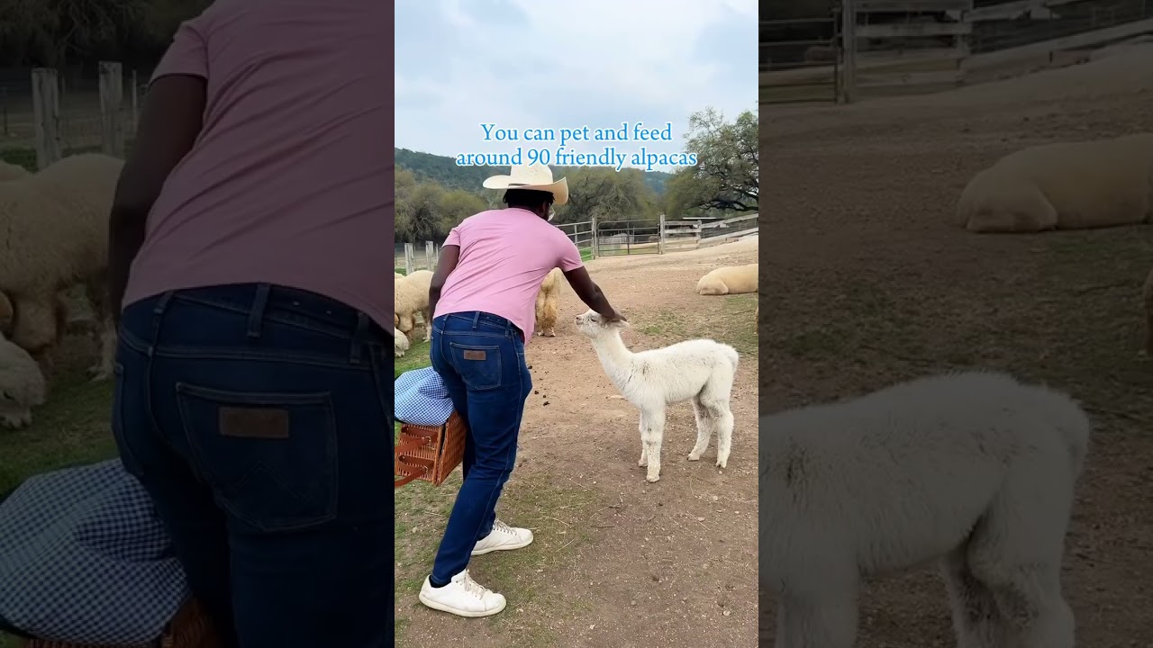 Adorable Alpaca Experience at Tierra Prometida near Wimberley Texas 