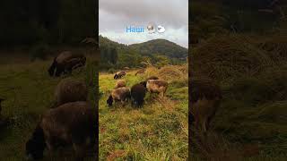 Наші 🐏🐑 shorts #shorts #dorper #ukraine #sheep #вівці #дорпер #закарпаття #черник #село #природа