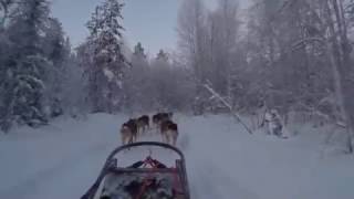 Husky sleds ride in Santa village, husky farm - Rovaniemi