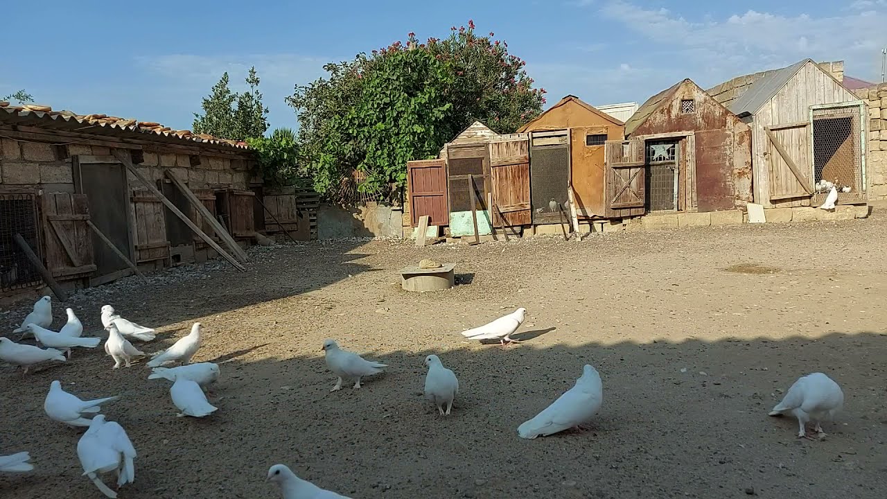 Saraylı AĞASƏLİM / köhnə Bakı göyərçini və quşbazları haqqında
