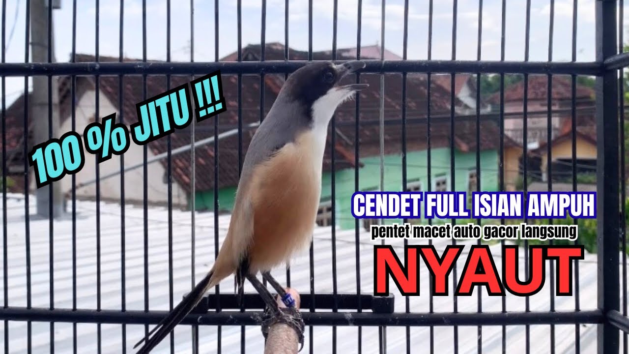 burung cendet gacor FULL ISIAN PANJANG,, PANCINGAN CENDET AGAR BUNYI bikin BURUNG PENTET GACOR NYAUT