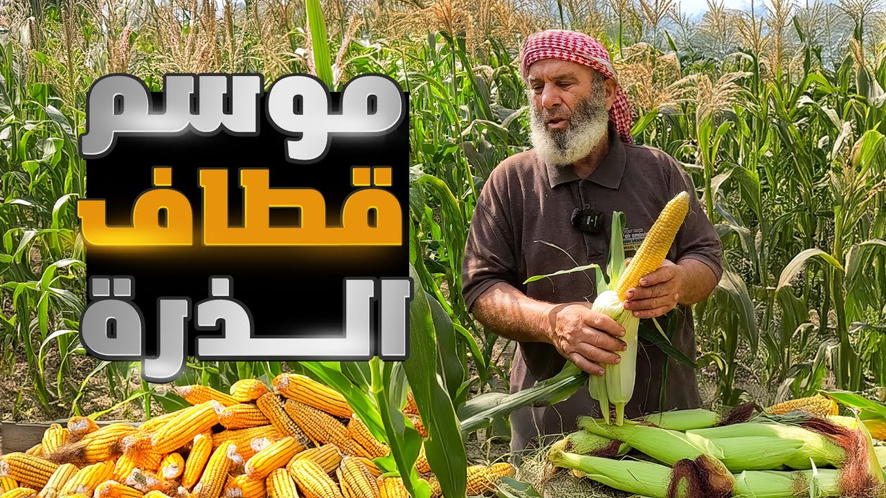قطاف  الذرة للمرة الثانية من بستاننا الجميل انصدمت من كمية المحصول الوفير