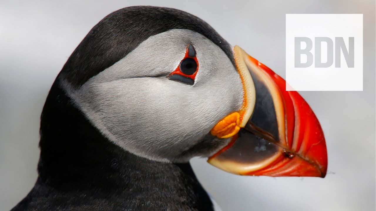 Puffin Stuff: Herring Rules Could Benefit Maine's Most Beloved