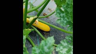 Zucchini Gold Rush, samenfest saftig und ertragreicher Anbau