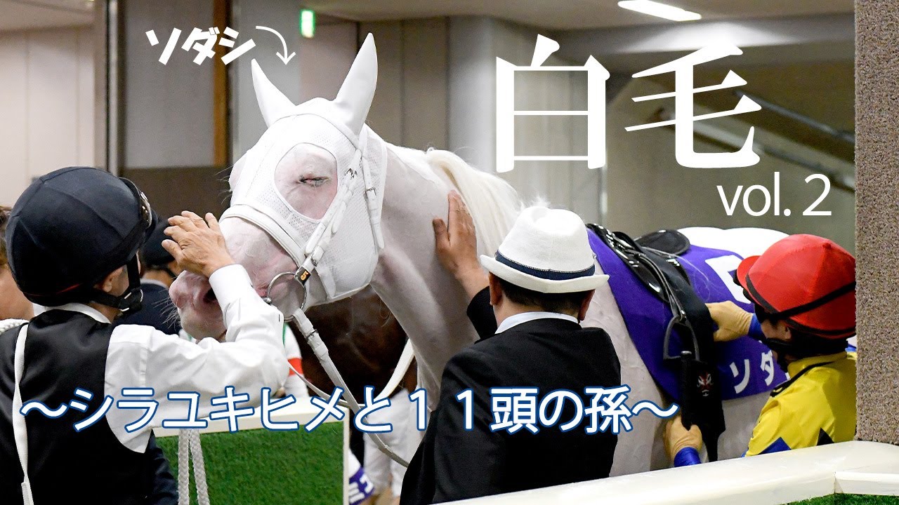 ①◆競馬　JRA◆　クロフネ　ユキチャン　◆親子ストラップセット◆芦毛　白毛◆ 清涼感あふれる白毛たち②～シラユキヒメと11頭の孫】 - YouTube