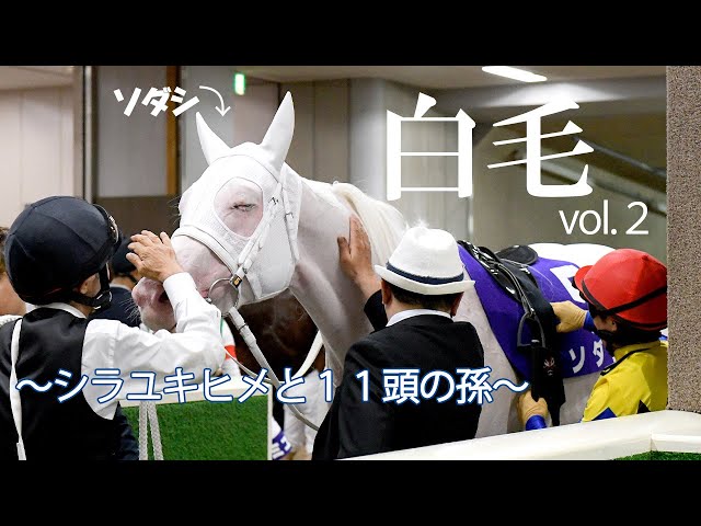 清涼感あふれる白毛たち②～シラユキヒメと11頭の孫】 - YouTube