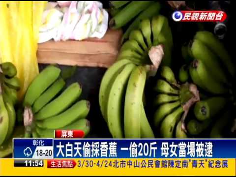 大白天偷採香蕉 一偷20斤 母女當場被逮－民視新聞