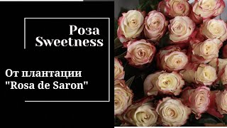 Обзор розы Sweetness с от эквадорской плантации 