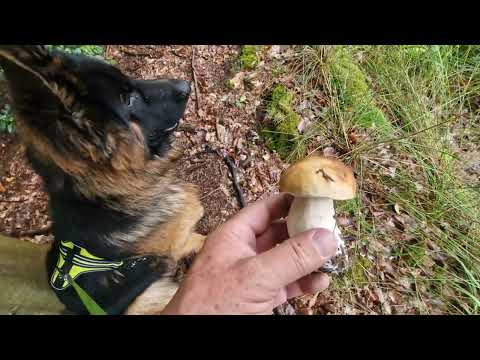 Waiting for the PORCINI mushroom flush, it's not looking good yet.