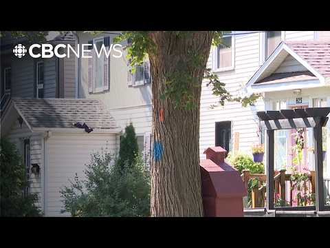 Saskatoon removing infected elm trees