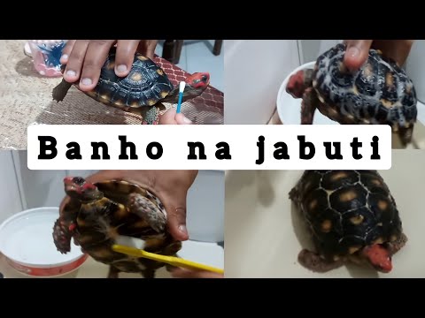 Vídeo: Como identificar aranhas Hobo: 10 etapas (com fotos)