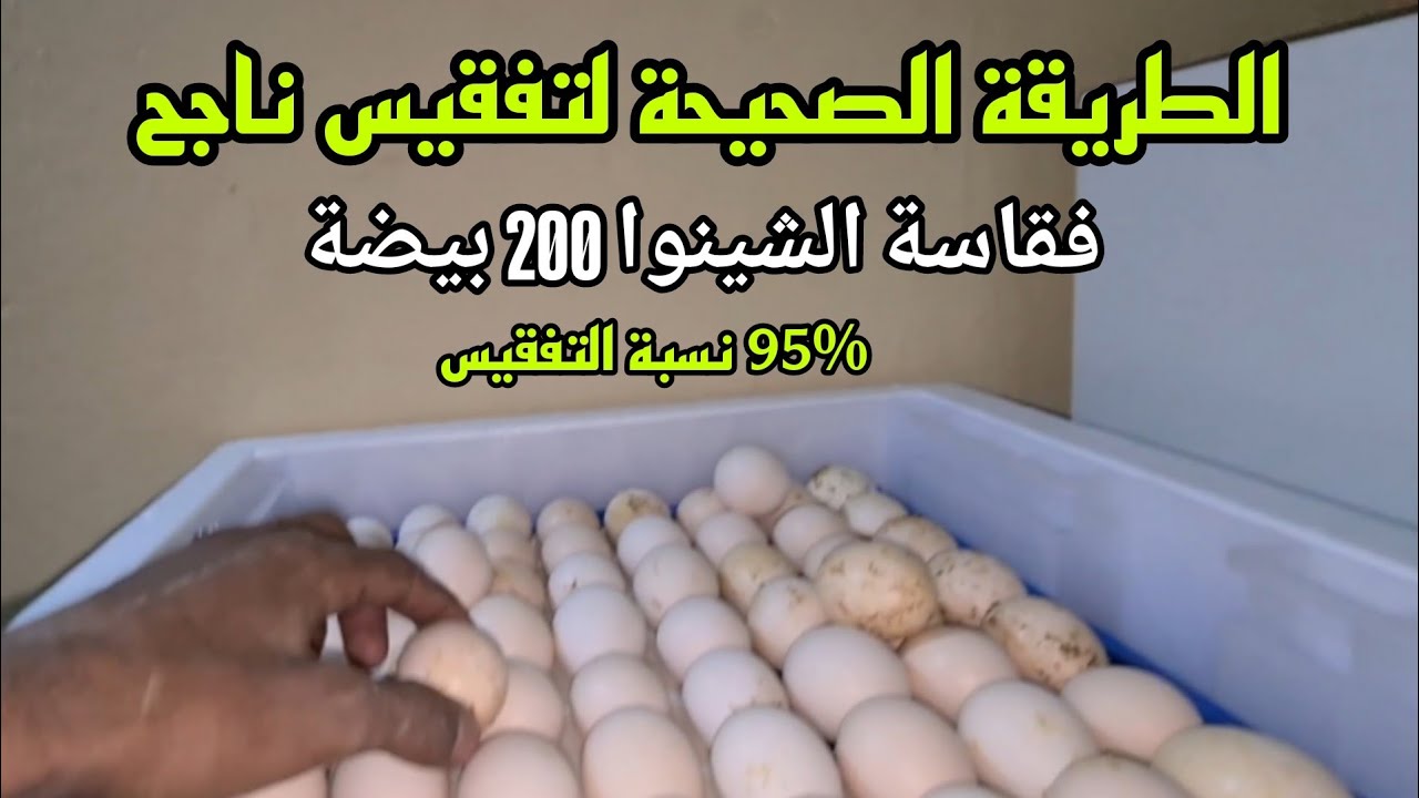 كيفاش تعمر فقاسة وتضمن نسبة التفقيس تكون طالعة اتبع الخطوات