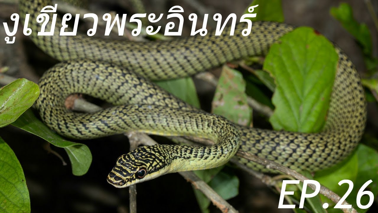 (Ep.26) Snakes of Thailand - งูเขียวพระอินทร์ (Golden Tree Snake)